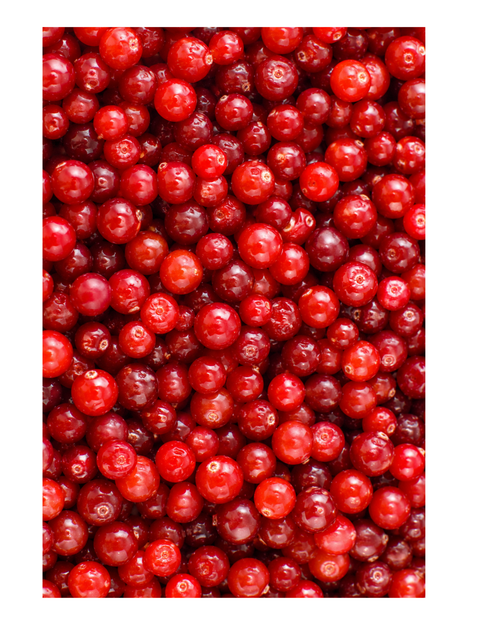Top down view of mountain cranberries
