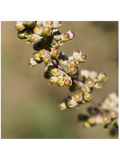 Image of Chaste Tree Berries
