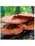 Image of Reishi Mushroom