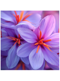 Image of a few Passion Flowers