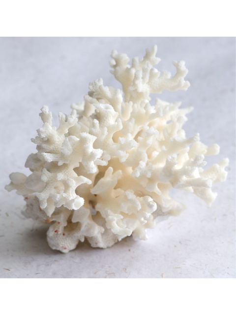 White coral specimen on a light gray background