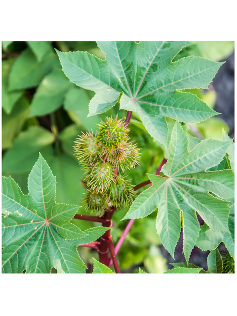 Ricinoolea plant with green leaves and small fruits on a blurred green background