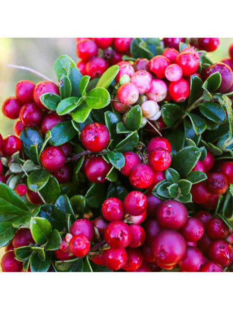 Mountain Cranberries, Wild, 3oz, Live Live & Organic, Growing