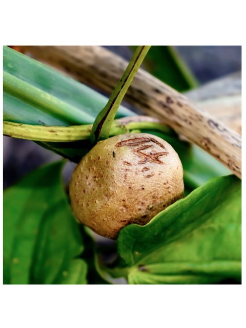 Picture of Wild Yam used in DHEA Premier, 60 Veg Caps, Premier Research Labs