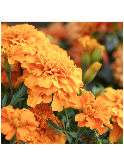 Image of Marigolds