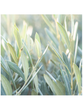 Image of Olive Leaves