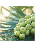 A cluster of light green round fruits resting on a green palm frond, with a soft-focus tropical background and bright bokeh light.