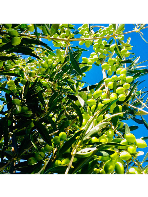 Olive Oil, High Polyphenol, Ice Pressed, Rallis, Olives in trees