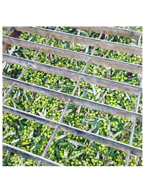 Olives in a container