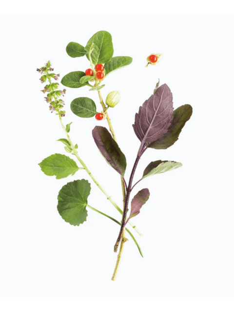 A botanical illustration of a plant stem with green and purple leaves, small red berries, and a flowering spike on a plain white background.