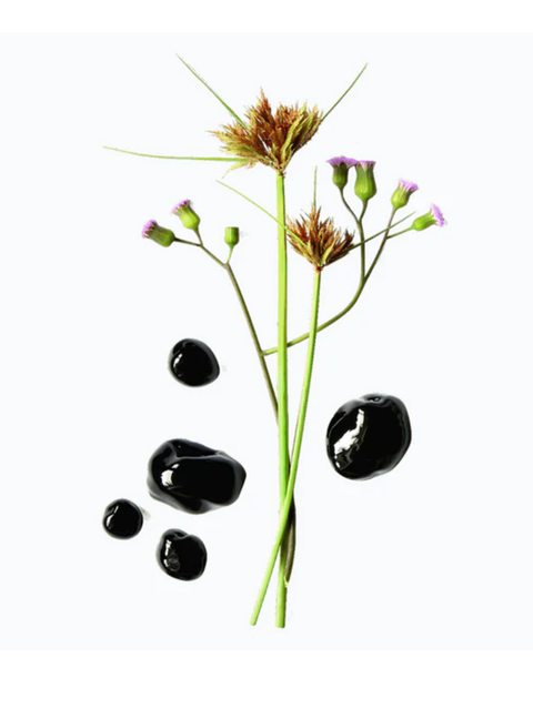 A botanical studio shot featuring green plant stems with brown seed heads and small purple flowers, alongside five glossy black stones on a solid white background.